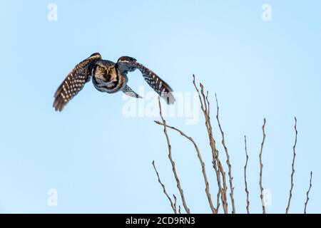 Northern Hawk in Québec, Canada Foto Stock