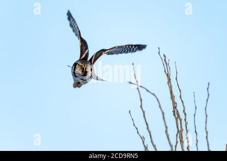 Northern Hawk in Québec, Canada Foto Stock