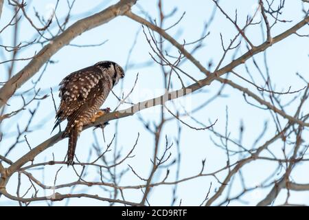 Northern Hawk in Québec, Canada Foto Stock