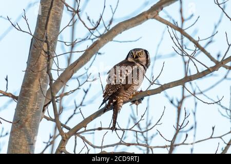 Northern Hawk in Québec, Canada Foto Stock