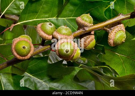 Si trova sulla quercia Foto Stock