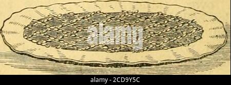 . Dizionario di cucina di Cassell : contenente circa novemila ricette . sia preso che le mandorsare non troppo cotto. Tempo, tre quarti di ora. Sufficiente per tre piastre di medie dimensioni. Costo probabile, 2 s. 6d. Tart di mela, Economia-l.-prenda tre quarti di una libbra di farina: Mescoli con esso un tè-cucchiaio di lievito in polvere e un poco sale; strofinare bene in mezzo libbra di diip-ping chiarificato di manzo e renderlo in una pasta con acqua fredda.rotolare fuori due o tre volte. Linea il bordodi un piatto-torta con una piccola pasta circa un quarto di pollice spesso. Bagnarlo completamente per far aderire lafover. Foto Stock