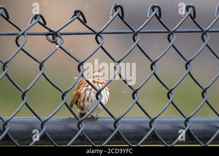 Canzone Sparrow (Melospiza melodia) dietro a Fence Foto Stock
