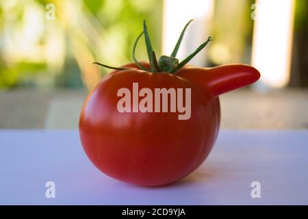 Deformato aberrante anormale pomodoro rosso anomalo. Deformazione dovuta a basse temperature durante l'ovulazione. Forme strane coltivate di pomodoro mutato. Foto Stock