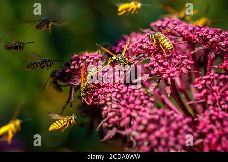 Wasps (Deutsche Wespe / vescula germanica) impollinando e combattendo intorno al gigante Angelica (Roter Engelwurz / angelica gigas). Foto Stock