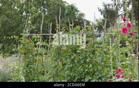 Fagioli del corridore che coltivano le canne in assegnazione dell'orto vicino fiori Foto Stock