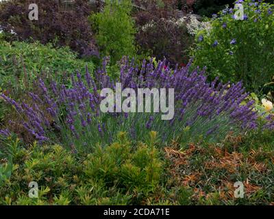 Bella lavanda nel mezzo di aiuole circondato da altri erbacei piante Foto Stock
