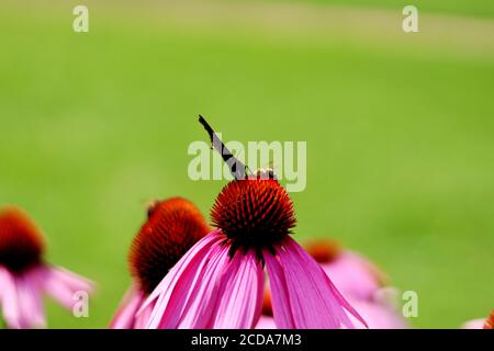 Ape e Butterfly seduti sulla fioritura di Echinacea Foto Stock