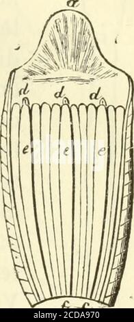 . Histoire naturelle des drogues simples : ou Cours d'histoire naturelle professé a l'École supérieure de pharmacie de Paris . Fig. 993.punti oculaires. Fig. 994. œsophageouverts Ventousebucccala et   , très gros-sis (**). Foto Stock