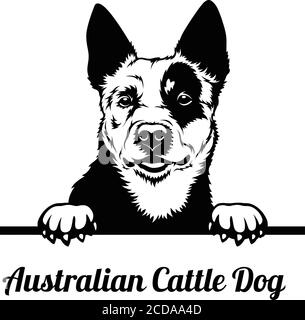 Peping cane è una razza australiana di cane bovino. Illustrazione Vettoriale