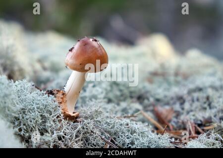 Fungo immaturo (Amanitfa fulva) che cresce nella foresta, circondato da licheni o muschi. Foto Stock