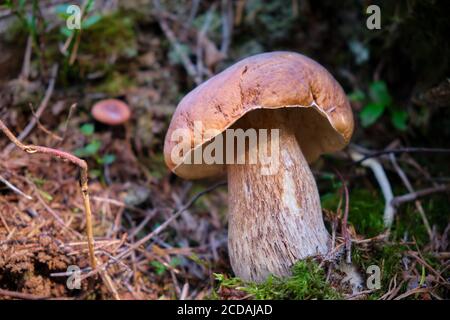 Boletus edulis (re bolete) che cresce nella foresta durante l'estate Foto Stock