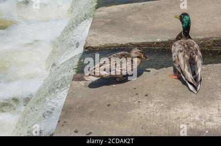 Anatre mallard maschili e femminili al bordo di un canale di fuoriuscita in una giornata di sole ad Aurora, Illinois Foto Stock