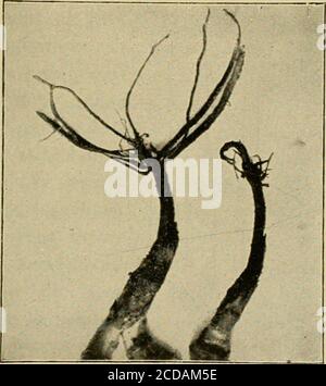 . Insetti pesti di fattoria, giardino e frutteto . I cartoncini devono essere fatti di feltro a un velo, poiché la carta comune tarata da costruzione si arriccia e non è altrettanto efficace. Il cardoare è realizzato in forma esagonale, con una fessura che si estende da un unico verso il centro, che è tagliata con un taglio a stella per alloggiare lo stelo. Le schede vengono tagliate con un utensile mostrato in Fig. 255, che può essere fatto da un qualsiasi fabbro, e recut fuori in file come illustrato, un taglio della carta makinga utensile. Le schede dovrebbero essere poste intorno alle piante quando PREGIUDIZIEVOLI A CAVOLO E RACCOLTI CRUCIFERI 353 loro sono impostati. La massa Foto Stock