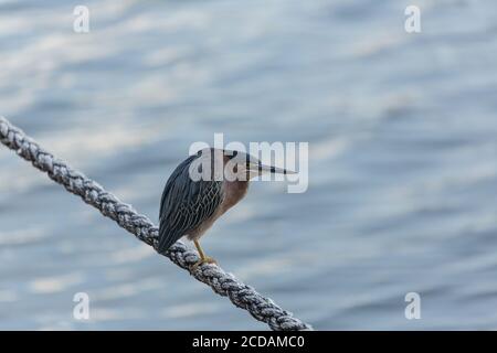 Un airone verde, Butorides virescens, perches su una linea di ormeggio di una barca nella laguna di Waaigat a Willemstad, Curacao. L'area storica di Willemstad, i Foto Stock