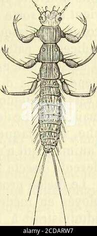 . Histoire naturelle des drogues simples : ou Cours d'histoire naturelle professé a l'École supérieure de pharmacie de Paris . Fig. 920. - Mylabre de lachicorée. Fig. 921.-Méloéprosarabée. Fig. 922. - larve de méloé. CET insetté est long de 28 millimètres, large de 11, de formeovoïde-oblongue, dun noir violet ; il marche péniblement, àcause du poids de son addome. Il serait très-exposé, en raisonde sa nudité presque complète, à la voracité des oiseaux et dequelques mammifères ou rettiles, sil ne faisait suinter de sesarticulations, au moment du Danger, une humeur onctueuse, probablement cau Foto Stock