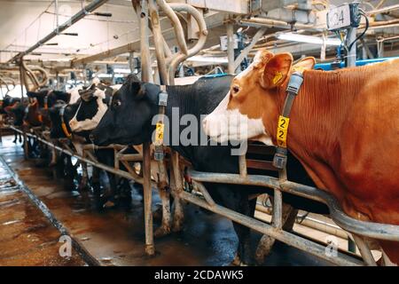 Mucche in fattoria. Mucche mangiare fieno nella stalla. Foto Stock