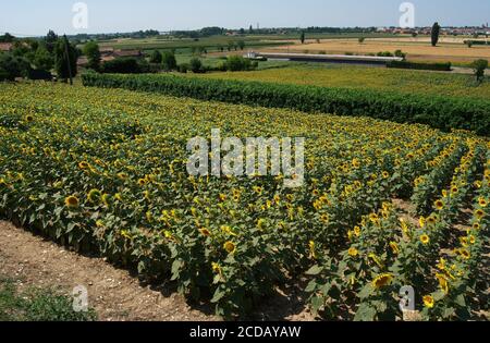 Paesaggio di campo di girasole. Colli Euganei. Padova. Italia Foto Stock