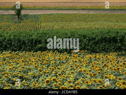 Paesaggio di campo di girasole. Colli Euganei. Padova. Italia Foto Stock