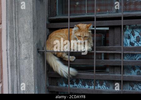 Triste gatto rosso soffio dietro la gabbia in una finestra di un rifugio Foto Stock