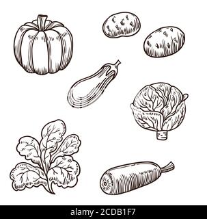 Grande set di verdure disegnate a mano Illustrazione Vettoriale