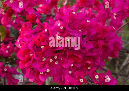 Una pianta di bougainvillea in fiore. Il fiore reale è il piccolo fiore bianco, mentre le parti rosse showy sono realmente bracts della foglia. Foto Stock