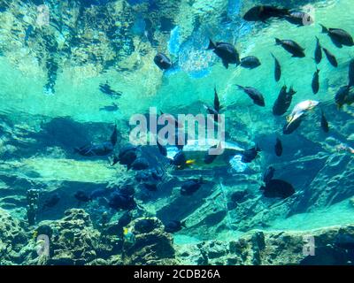 Tartaruga marina nuotare in un acquario presso la mostra tartaruga in uno zoo. Foto Stock