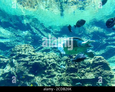 Tartaruga marina nuotare in un acquario presso la mostra tartaruga in uno zoo. Foto Stock
