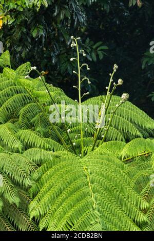 Nuova crescita su un West Indian Tree Fern, Cyatea arborea, nella foresta nazionale di El Yunque, Porto Rico. Foto Stock