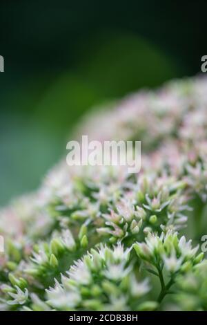 Rubarb stufato di succulenti di sedone di montagna in piena fioritura in estate. Foto Stock