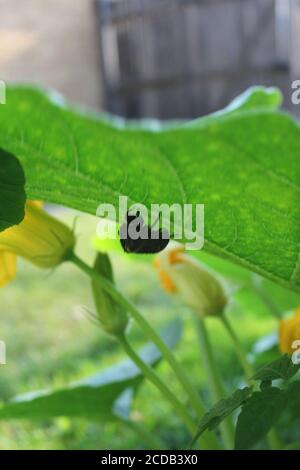 Un guscio di cicada vuoto appeso sul fondo di una pianta di foglia di zucca nel giardino urbano del cortile biologico. Foto Stock