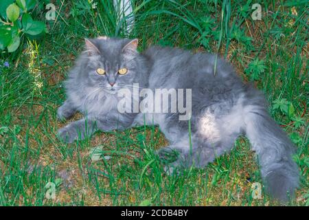 Un gatto grigio soffice si trova sull'erba sotto un Bush verde in estate Foto Stock