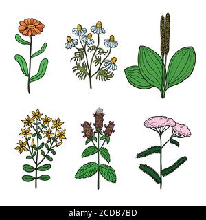 Grande set di illustrazioni botaniche originali d'annata di erbe medicinali. Illustrazione Vettoriale