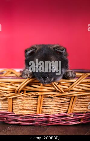 Cucciolo Pomsky seduto in un cesto in una stanza rossa Foto Stock