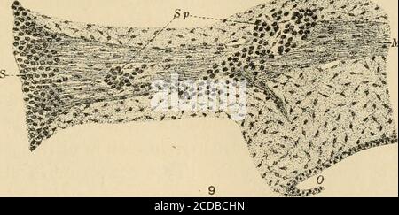 . Giornale di neurologia comparativa . Fig. 8 sezione parasagittale attraverso l'orbita, embrione di gatto 22 mm. In lunghezza.Cil, ganglio ciliare; Oc, nervo oculomotorio; Oph, nervo oftalmico; OS, opticstalk. Fig. 9 sezione parasagittale vicino alla superficie mediana del nervo mascellare, maiale embrio di lunghezza 19 mm. Ma, nervo mascellare; 0, cavità orale; S, semilunarglion; Sp, ganglio di sfinopalatina. Ganglio. Man mano che lo sviluppo avanza, questi gruppi cellulari si trasformano in un attacco e spingono più lontano perifericamente lungo il percorso del nervo thegrowing. Negli embrioni del suino di lunghezza 19 mm., come illustrato nella figura 9, *Sp, un irregul Foto Stock