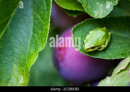 Una rana dell'albero del Pacifico, Hyla regilla poggia sulla foglia di un albero di prugna, Salt Spring Island, British Columbia, Canada. Foto Stock