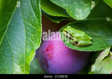 Una rana dell'albero del Pacifico, Hyla regilla poggia sulla foglia di un albero di prugna, Salt Spring Island, British Columbia, Canada. Foto Stock