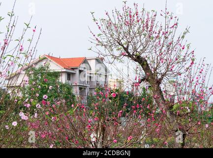 Campo di riso terrazzato all'interno della nebbia e raggio di mattina in Mu Cang Chai Vietnam Foto Stock