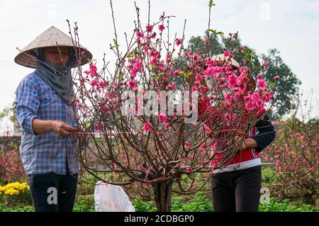 Campo di riso terrazzato all'interno della nebbia e raggio di mattina in Mu Cang Chai Vietnam Foto Stock