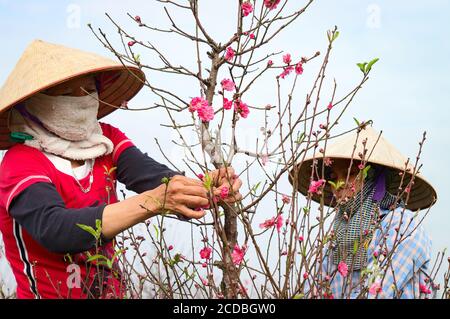 Campo di riso terrazzato all'interno della nebbia e raggio di mattina in Mu Cang Chai Vietnam Foto Stock
