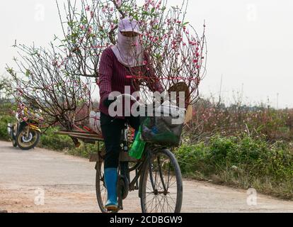 Campo di riso terrazzato all'interno della nebbia e raggio di mattina in Mu Cang Chai Vietnam Foto Stock