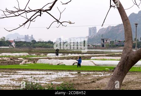 Campo di riso terrazzato all'interno della nebbia e raggio di mattina in Mu Cang Chai Vietnam Foto Stock