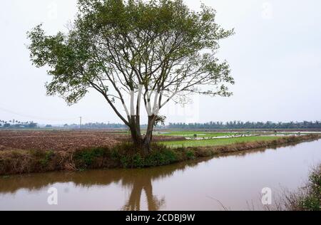 Campo di riso terrazzato all'interno della nebbia e raggio di mattina in Mu Cang Chai Vietnam Foto Stock
