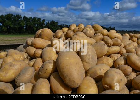 27 agosto 2020, Brandeburgo, Jahnsfelde: Patate fresche della varietà Linda giacciono su un rimorchio in un campo appartenente alla Jahnsfelder Landhof Öko-Agrar GmbH. L'agricoltura biologica è stata praticata a Jahnsfelde per oltre 30 anni. L'azienda agricola Bioland impiega 12 persone nella produzione di piante e animali. Quest'anno, l'azienda ha coltivato 5 varietà di patate, tra cui le varietà Ballerina, Laura e Goldmarie, su 12 ettari. Circa due terzi del raccolto è venduto a Berlino e il resto nel negozio di fattoria. In Germania ci sono oltre 160 varietà di patate. Foto: Patrick Pleul/dpa-Zentralbil Foto Stock