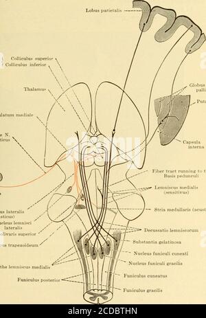 . Malattie del sistema nervoso . Exit of theLem- -=,niscus lateralis. pal! id us Putamen Lemniscus lateralis (acusticus) / nucleo lemniscilateralis Nucleus olivaris Superior Corpus trapezoidum uscita del lemniscus medialis Funiculus posteriore ^ tratto di fibra che va al Basis pedunculi Lemniscus medialis(sensitivus) Stria medullaris (acustica)j Z.- funicus untuus funicatus funicus funicaticus funicus unicatio* funicus funicus funicus untuus funicaticus  funicus funicus untuus funicus funicus untuus funicaticus untuus funicatus  Funiculus gracilis Fig. 87.-diagramma della Tratta di Lemnisco (la mediale in nero, la laterale in rosso). Il tuberculum Foto Stock