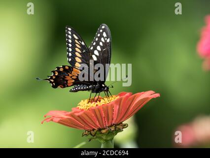 Primo piano della farfalla a coda di rondine nera (Papilio Polyxenes) Alimentazione su nettare da fiore rosa di Zinnia in giardino canadese in estate Foto Stock