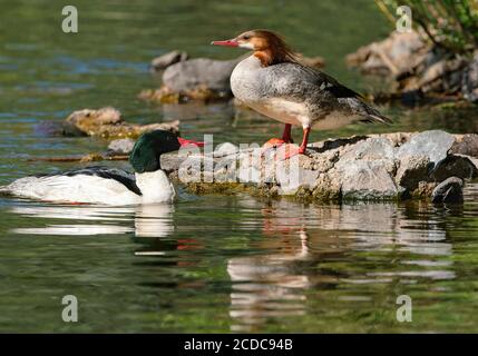 Un closeup di una coppia di anatre Merganser comune riposante da alcune rocce in uno stagno verde acqua. Foto Stock