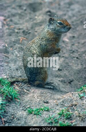 Uinta Ground Squirrel (Urocitellus armatus), in precedenza (Citellus armatus), vicino al suo burrow, Wyoming USA . Dalla trasparenza originale Kodachrome 64. Foto Stock