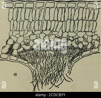 . Malattie fungose delle piante, con capitoli su fisiologia, metodi di coltura e tecnica . Fig. 163. Coltura DI C YLINDROSPO-RIUM PADI. Foto Stock