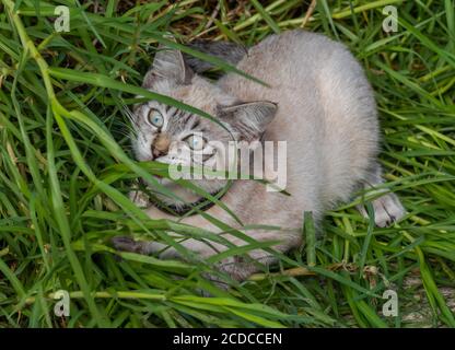 il giovane gatto domestico gioca all'aperto sull'erba in estate Foto Stock